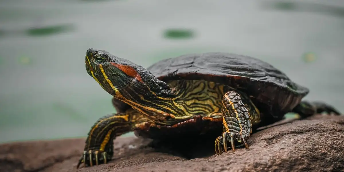Red-eared slider - adopting a turtle
