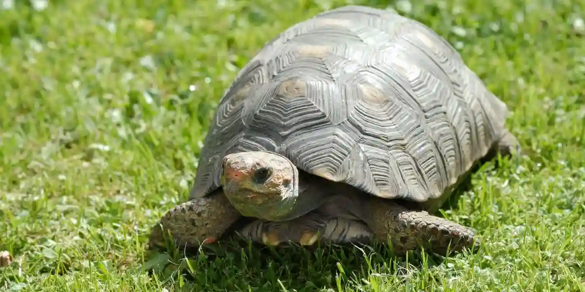 Tortoise walking on grass - adopting a turtle
