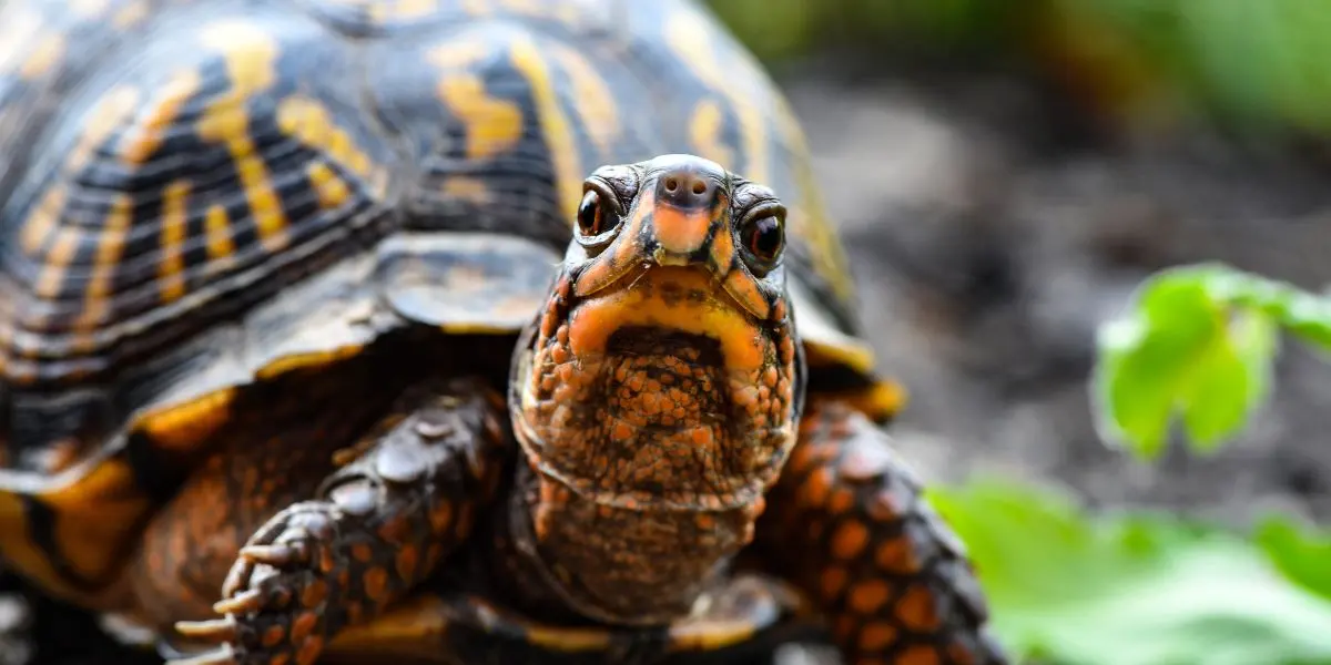 Closeup of turtle's face - adopting a turtle