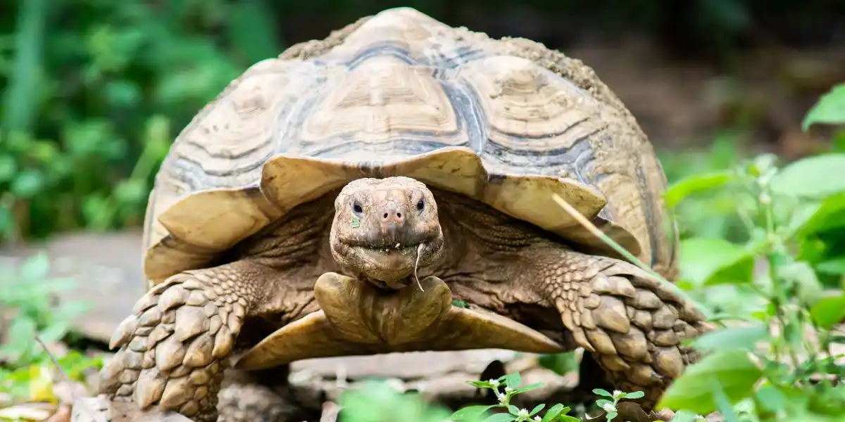 Large tortoise walking through plants - adopting a turtle