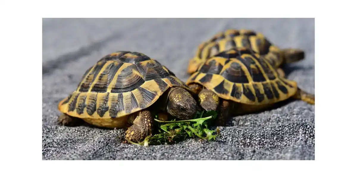 Small turtles eating a leaf - adopting a turtle