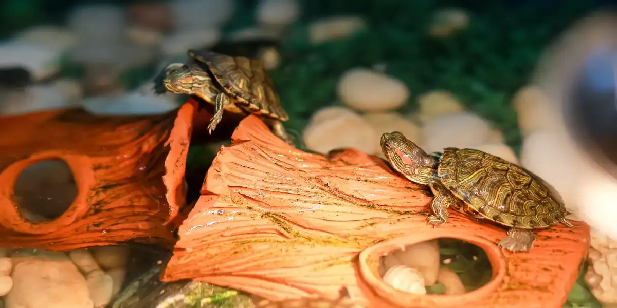 Small red-eared sliders in aquarium - adopting a turtle