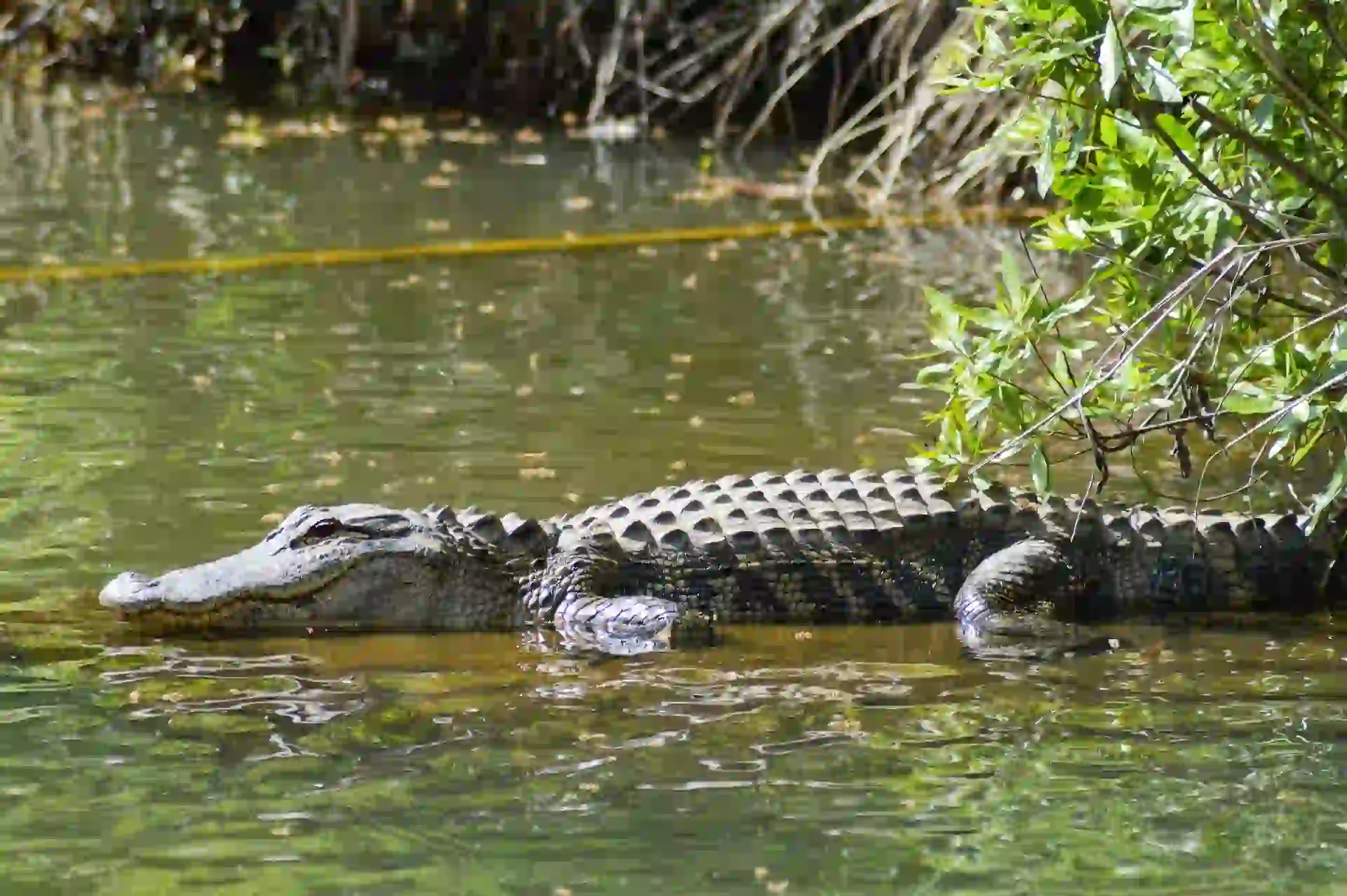 Alligator sunning in water - Are alligators reptiles or amphibians?