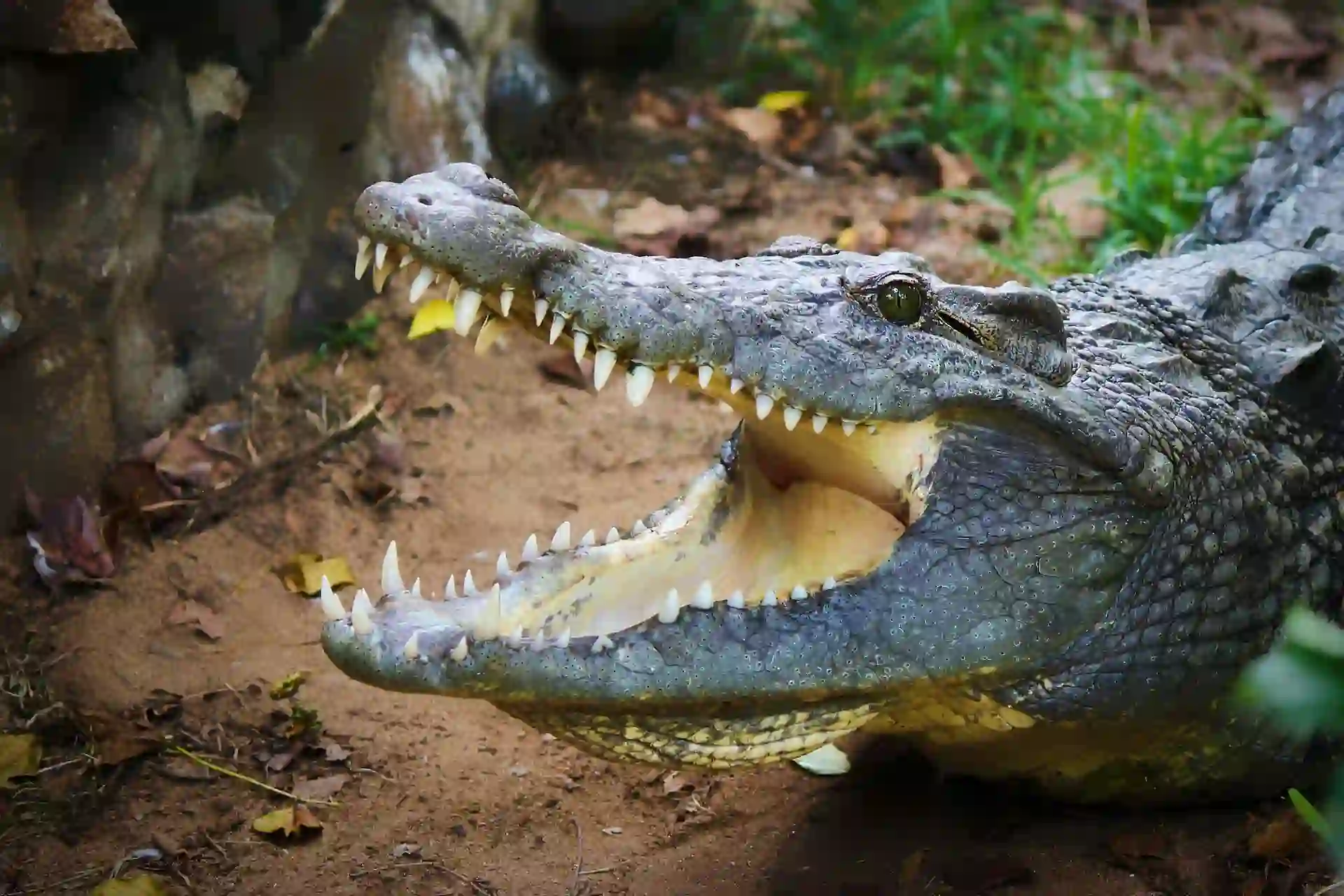 Alligator baring teeth - Are alligators reptiles or amphibians?