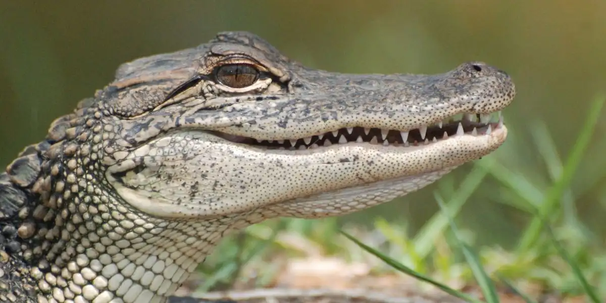 Side profile of small alligator - Are alligators reptiles or amphibians?