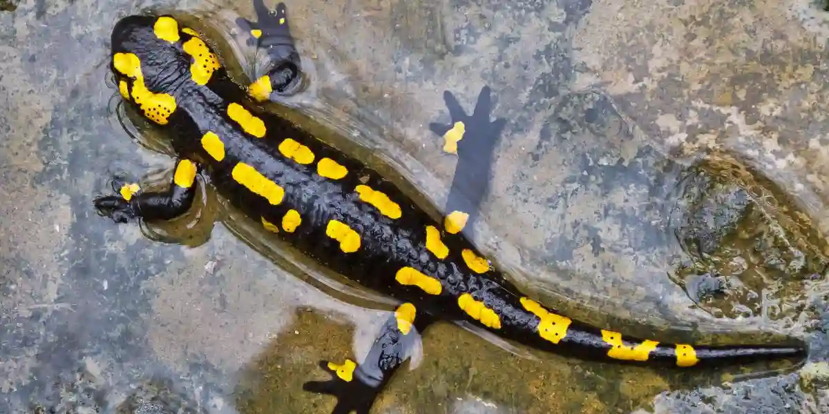 Salamander - Are alligators reptiles or amphibians?