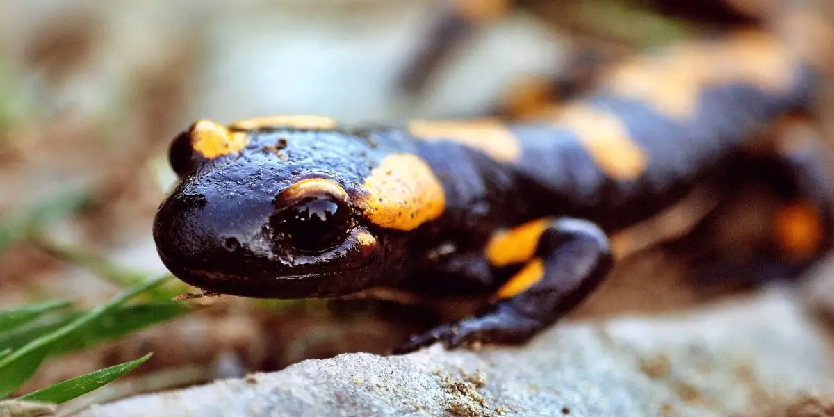 Closeup of a salamander - Are Salamanders Cold Blooded?