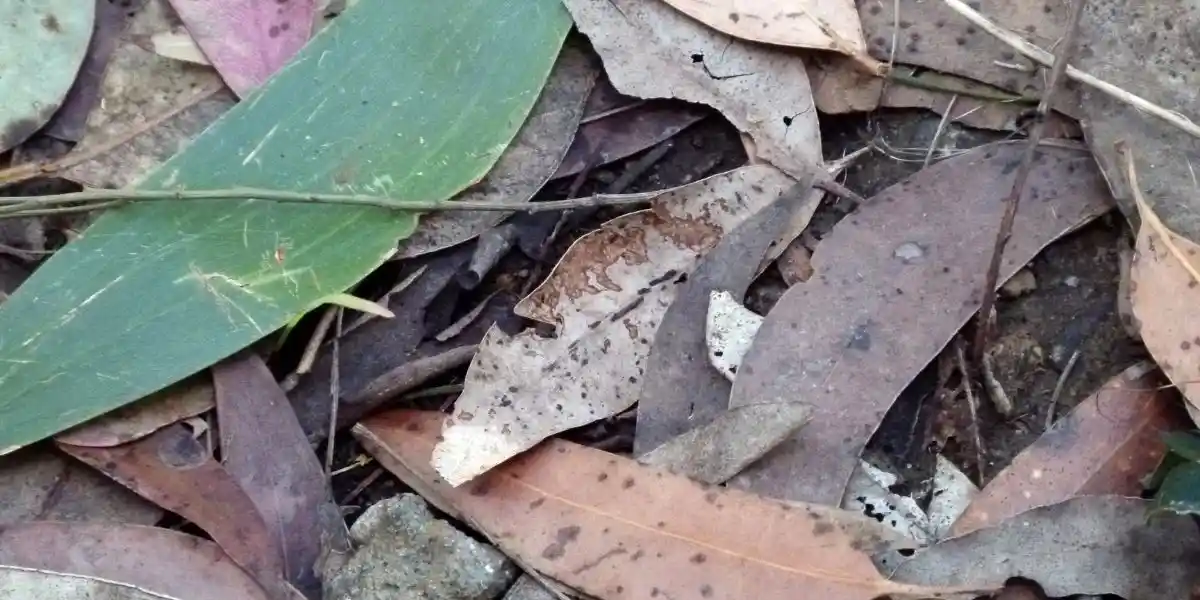 Leaf litter for burrowing - Are Salamanders Cold Blooded?