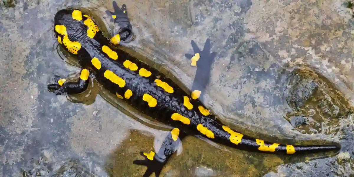 Salamander soaking in water - Are Salamanders Cold Blooded?