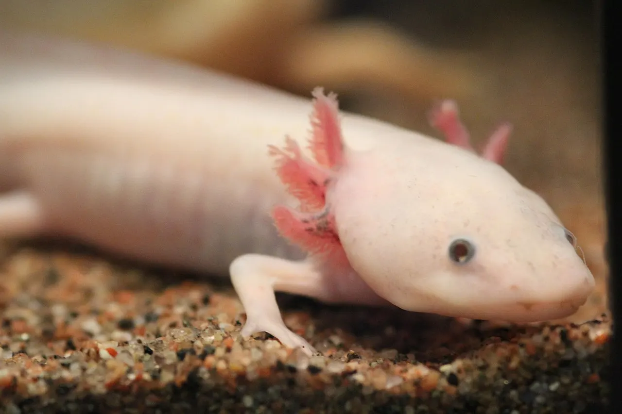 Axolotl - Best Beginner Amphibian Pet
