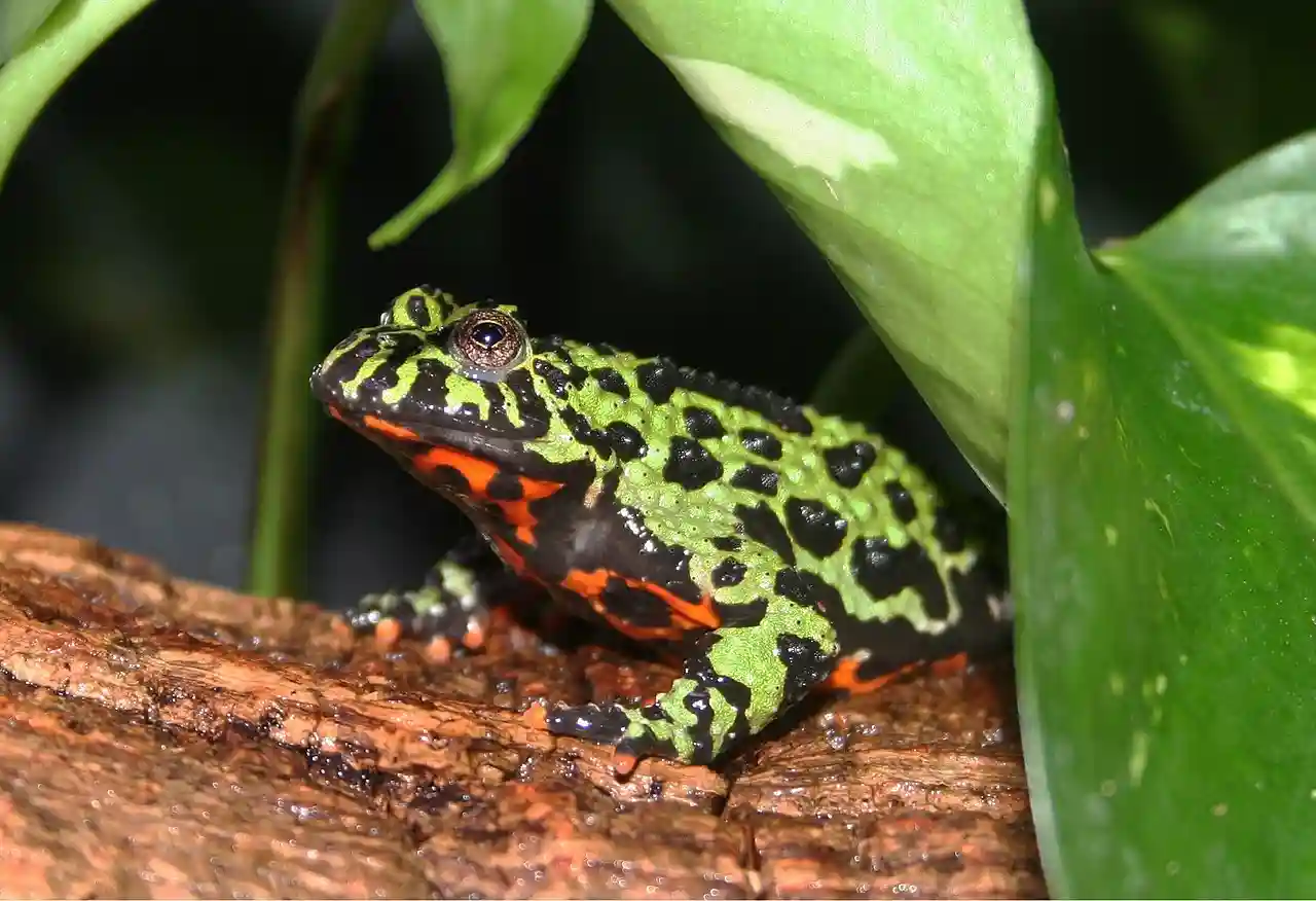 Fire-Bellied Toad - Best Beginner Amphibian Pet