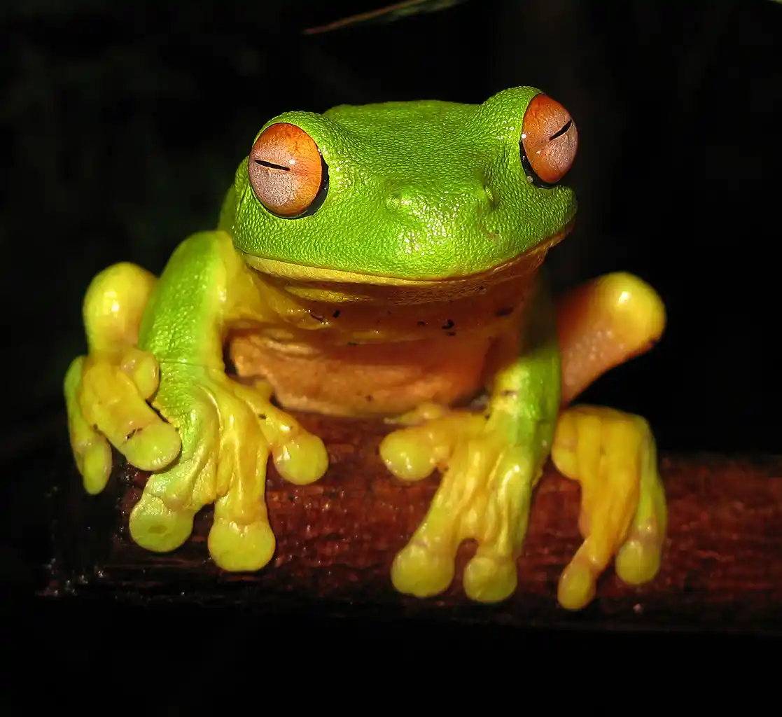 Red-Eyed Tree Frog - Best Beginner Amphibian Pet