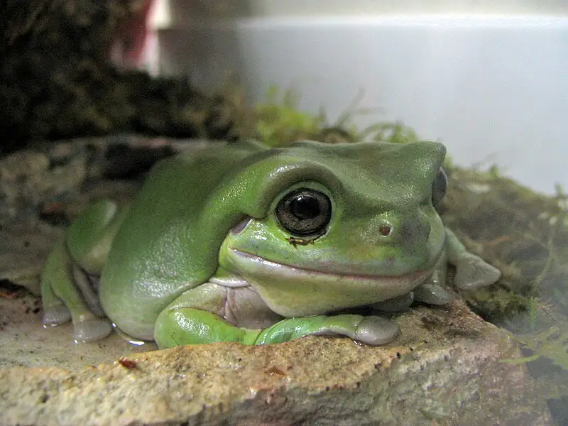White's Tree Frog - Best Beginner Amphibian Pet