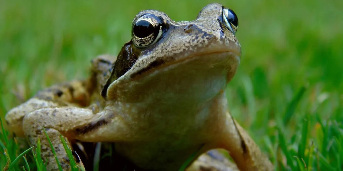Frog in the grass - can frogs breathe underwater