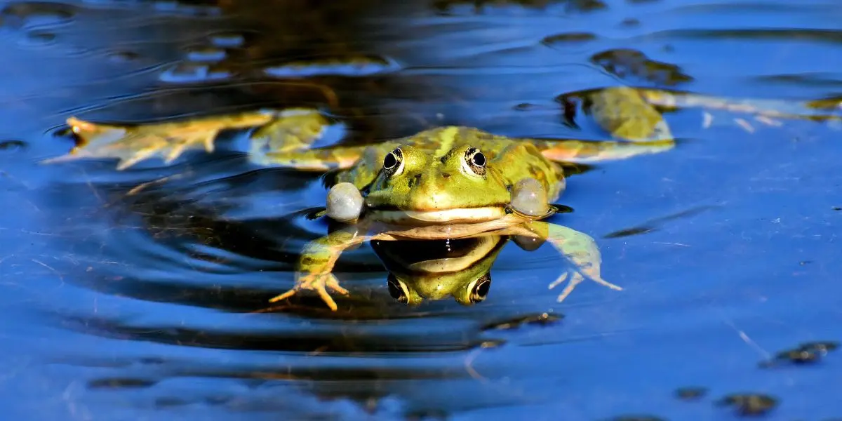 Frog spread out in the water - can frogs breathe underwater