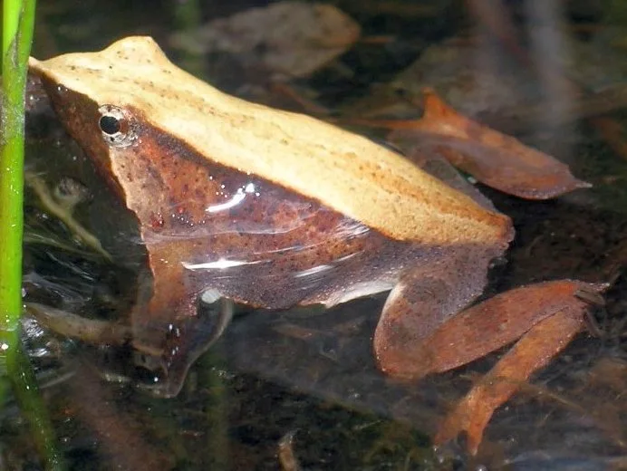 Darwin's frog - can frogs breathe underwater