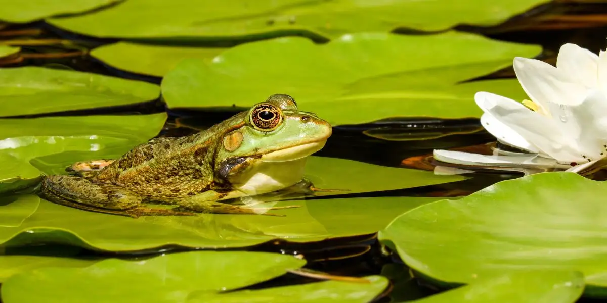 Frog on a lily pad - can frogs breathe underwater