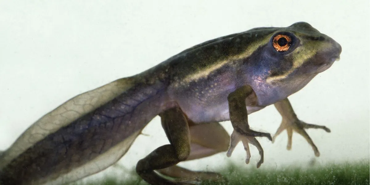 Side view of a transforming tadpole - can frogs breathe underwater