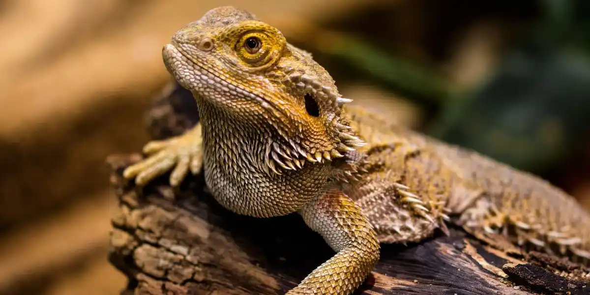 Bearded Dragon - Can Lizards Eat Grapes