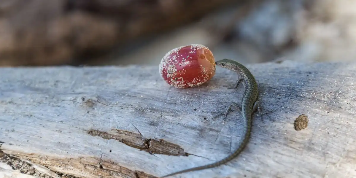 Small lizard next to grape - Can Lizards Eat Grapes