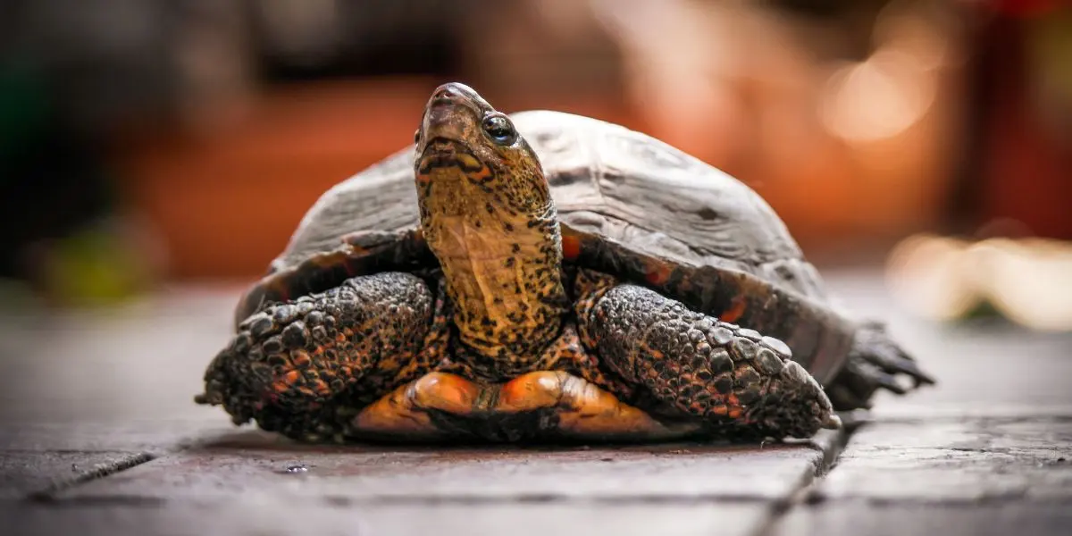 Turtle sticking head out of shell - Do Tortoises Live In water?