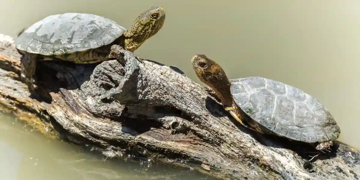 Turtles basking on log  - Do Tortoises Live In water?