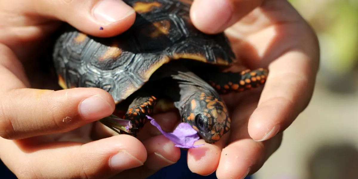 Hands holding small turtle eating a flower petal  - Do Tortoises Live In water?