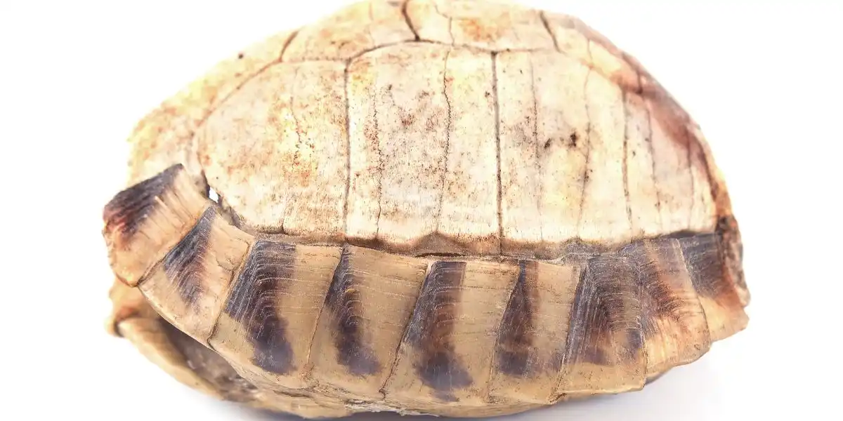 Tortoise Shell  - Do Tortoises Live In water?