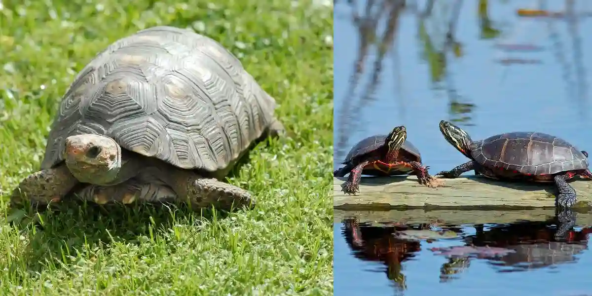 Turtle and Tortoise comparison  - Do Tortoises Live In water?