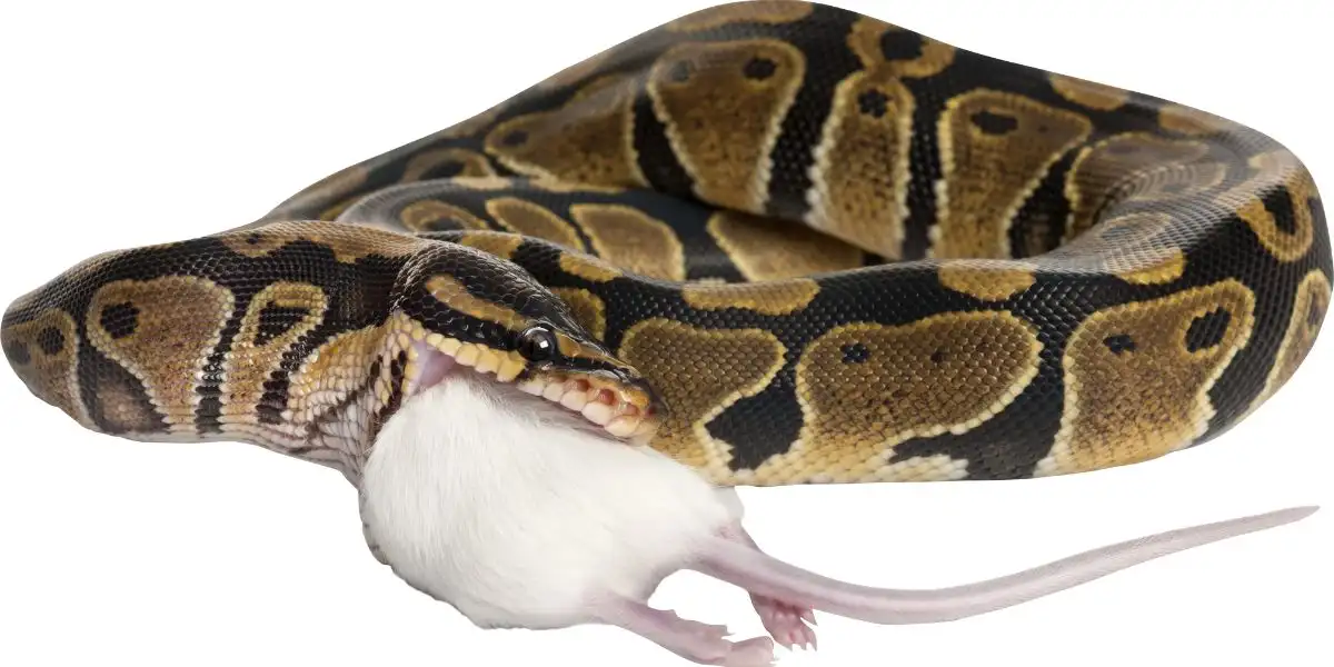 Snake eating mouse - how does a snake poop and pee