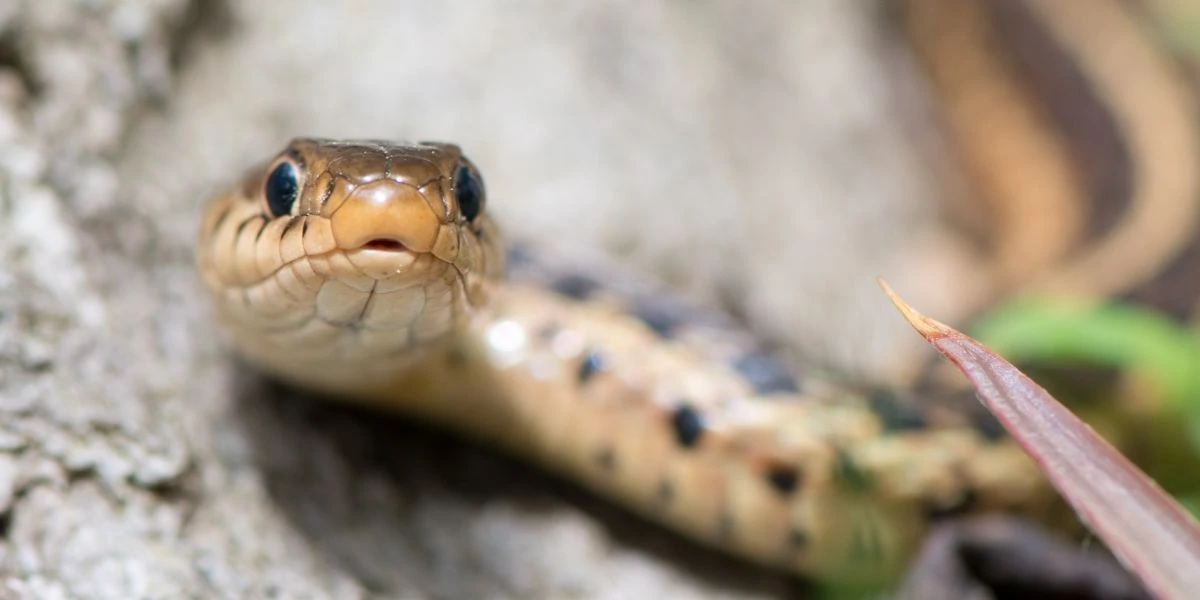 Closeup of garter snake face - What Are Garter Snakes Good For