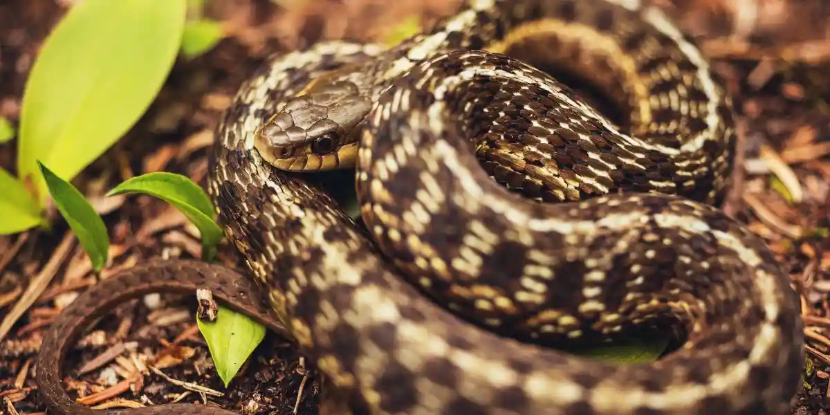 Garter snake coiled -What Are Garter Snakes Good For