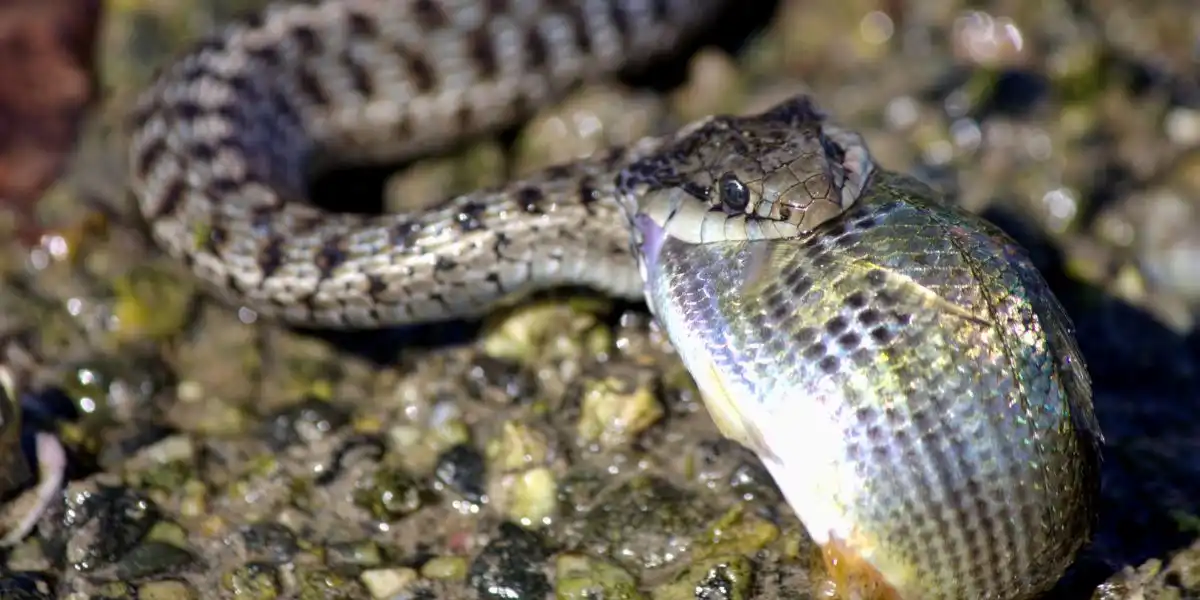 Garter snake eating a fish - What Are Garter Snakes Good For