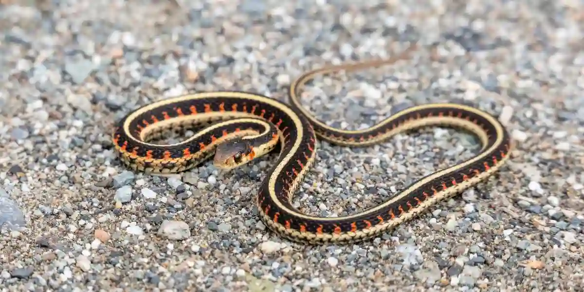 Garter Snake - What Are Garter Snakes Good For
