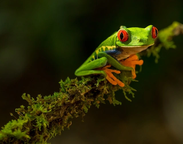 Rey-Eyed Tree Frog  - What Do Amphibians Eat