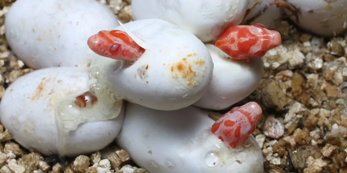 Corn snakes hatching from eggs - what is a baby snake called
