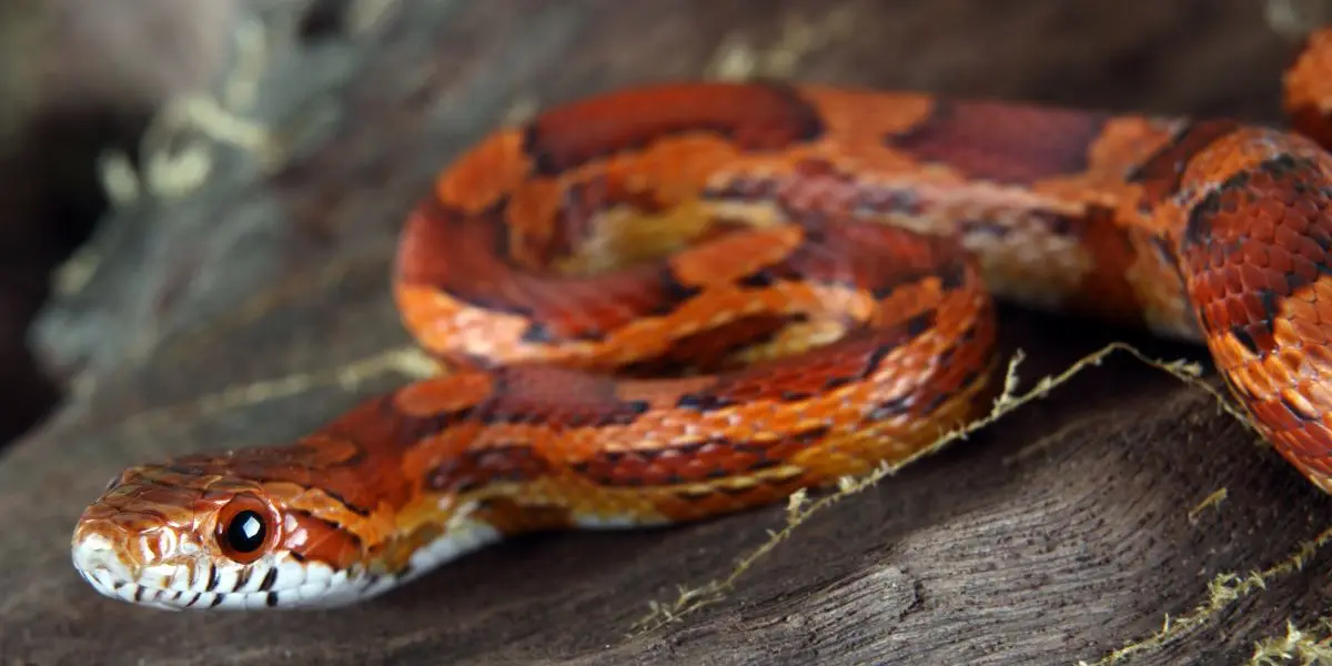 Juvenile corn snake - what is a baby snake called