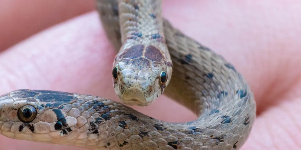 Neonate or Juvenile snakes - what is a baby snake called