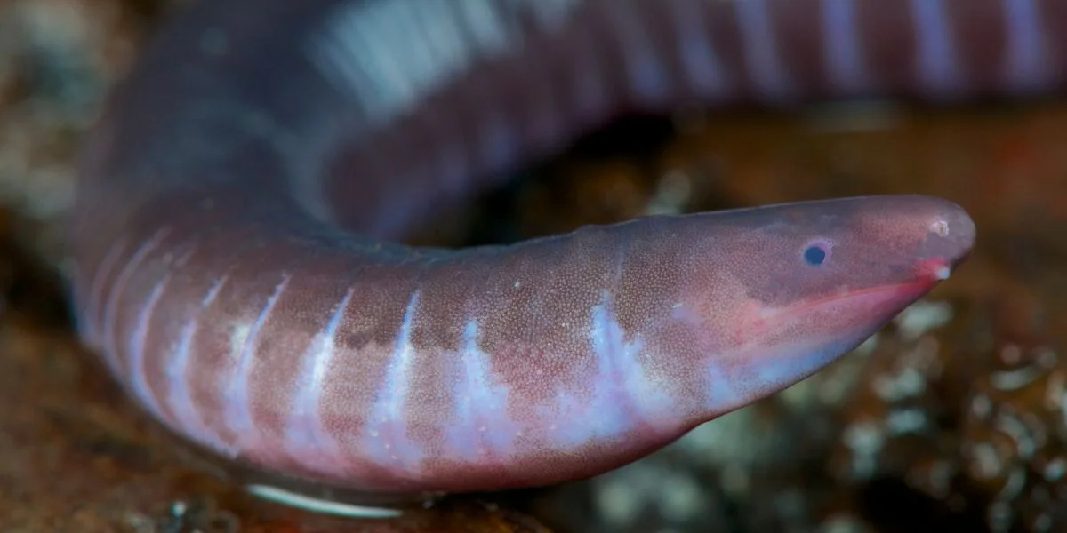 Closeup of caecilian face - what is a caecilian