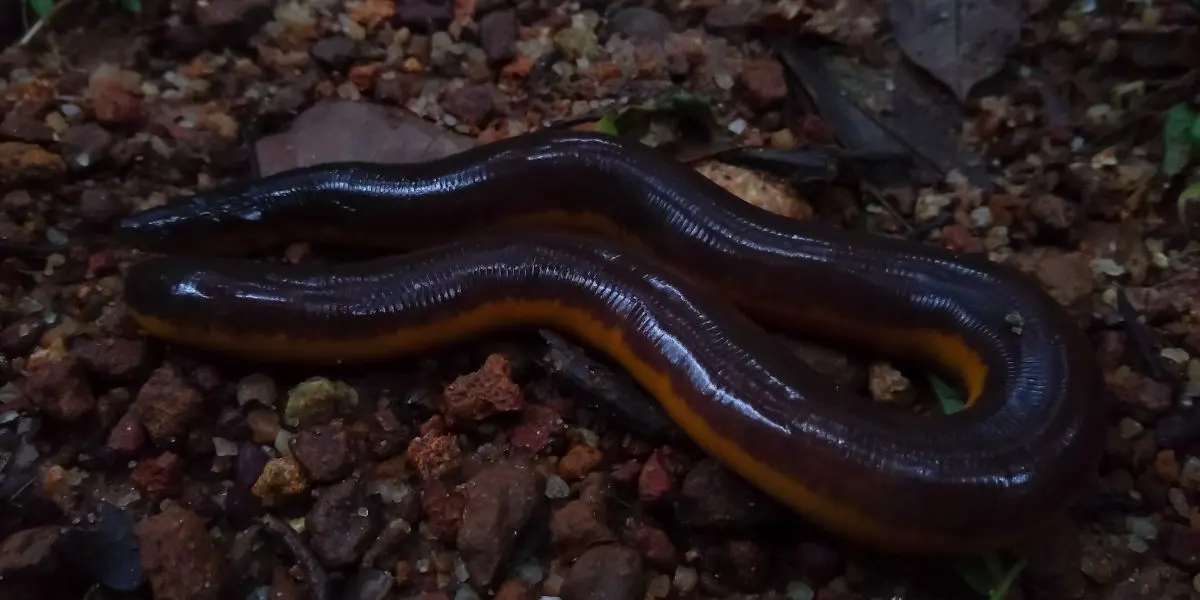 Caecilian in the shade - what is a caecilian