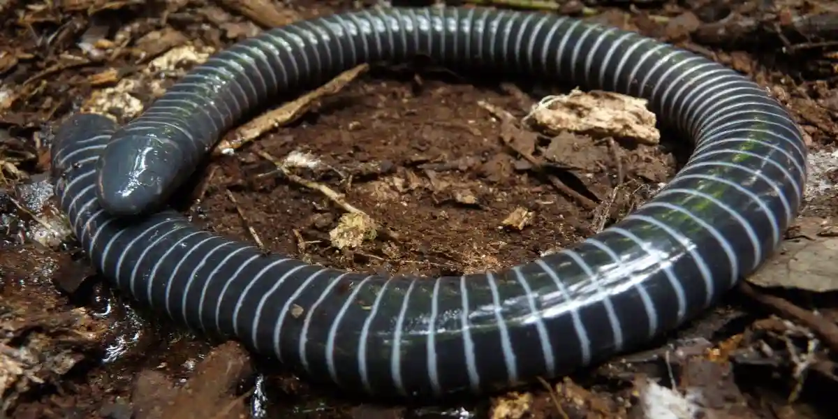 Black and white stripped caecilian - what is a caecilian