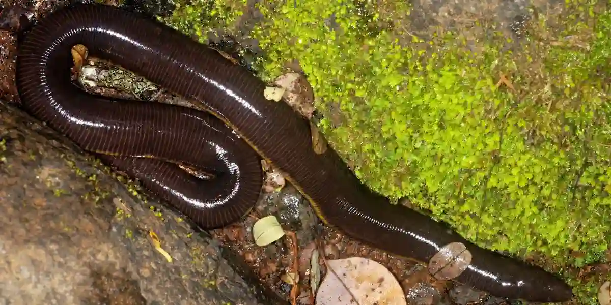 Brown caecilian in a rock crevasse - what is a caecilian