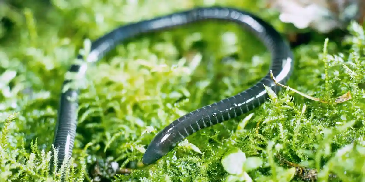Caecilian slithering over fern leaves - what is a caecilian