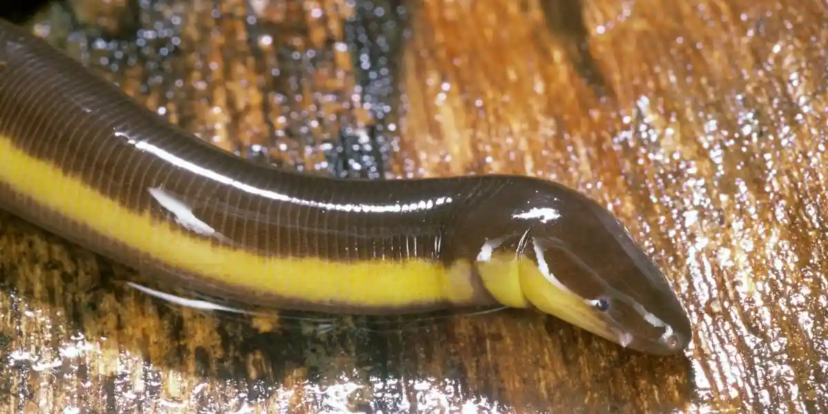 Closeup of caecilian skin - what is a caecilian
