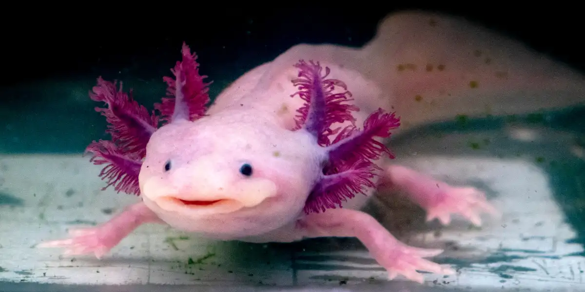 Axolotl smiling as the best amphibian pet for beginners.