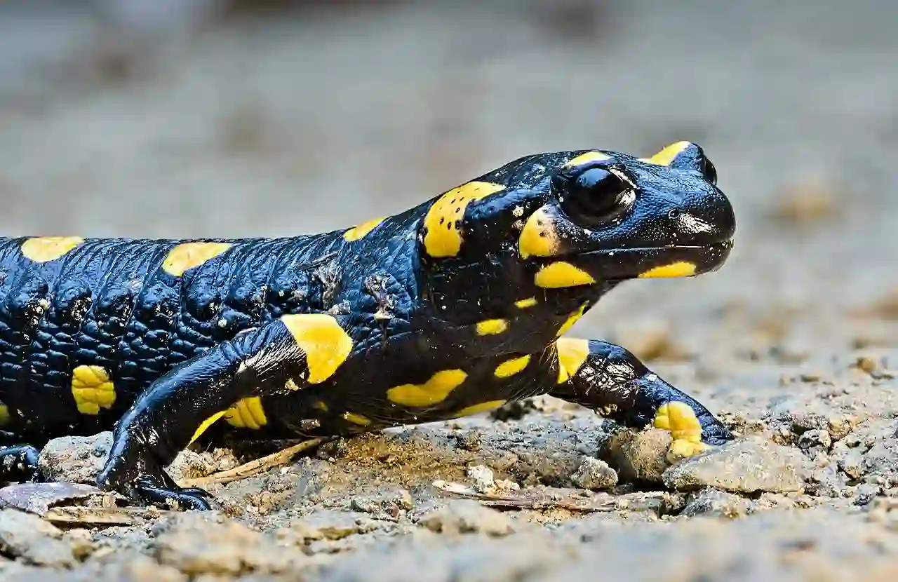 Black with yellow spots. Fire Salamander. What is the different between a salamander and a newt?