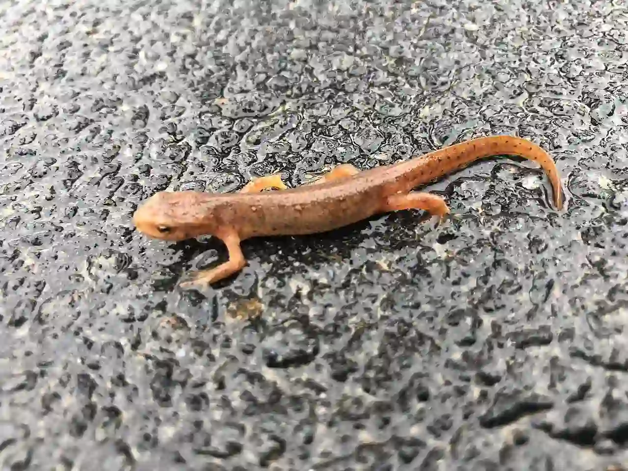 Orange Newt. What is the different between a salamander and a newt?
