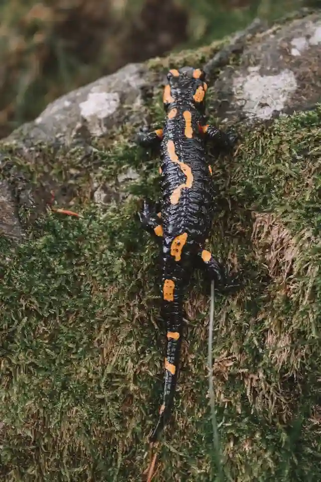 Salamander. Black with orange spots What is the different between a salamander and a newt?