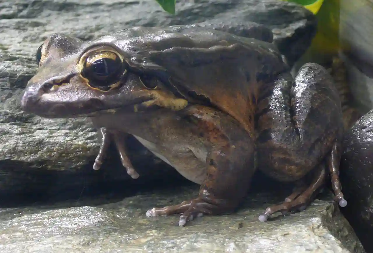 Picture of the mountain chicken frog.